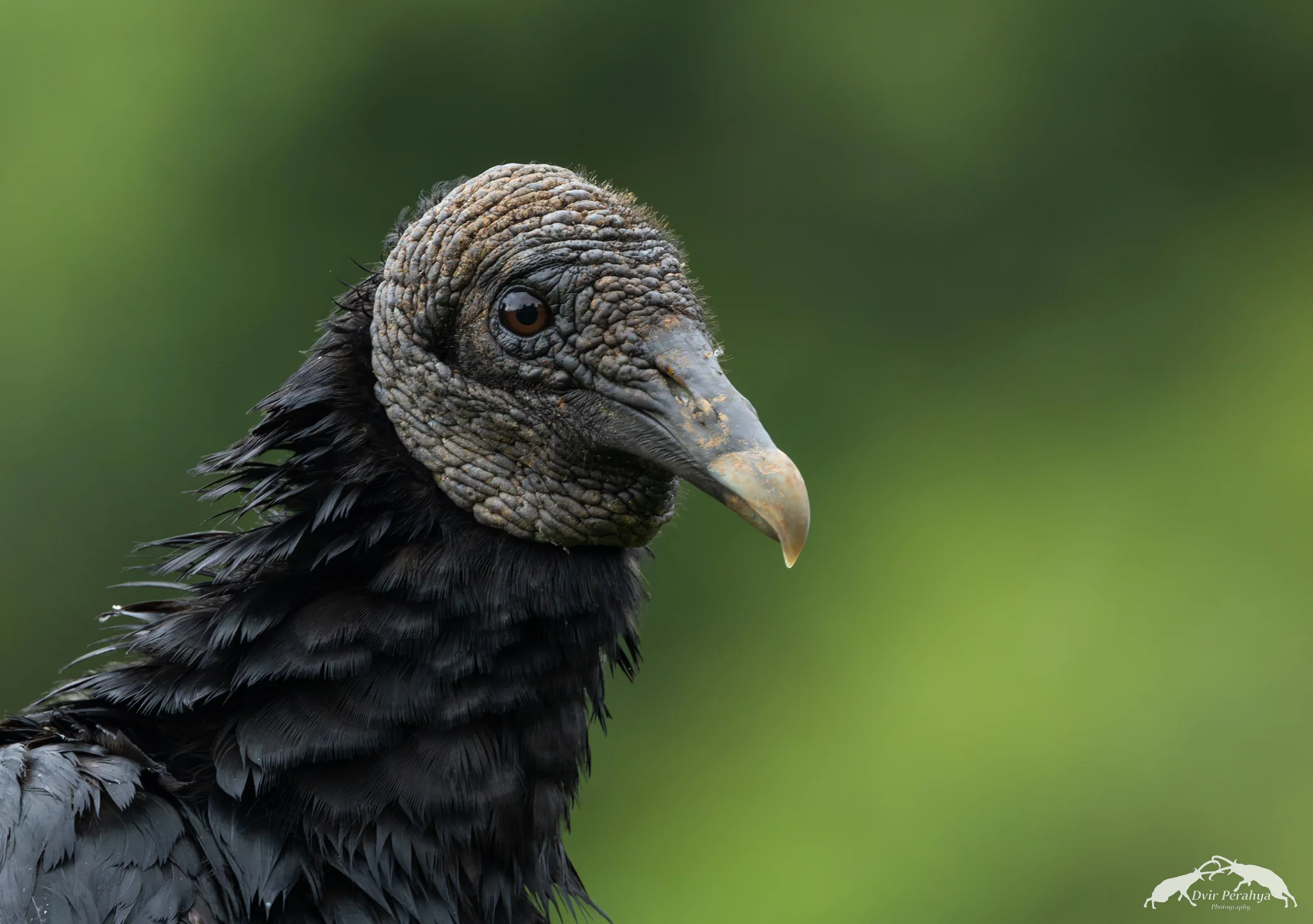 Black Vulture, Arenal